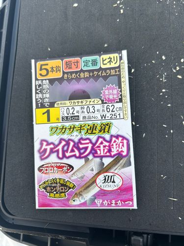 ワカサギの釣果