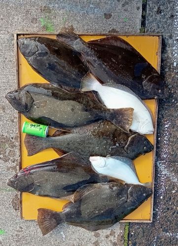 ヒラメの釣果