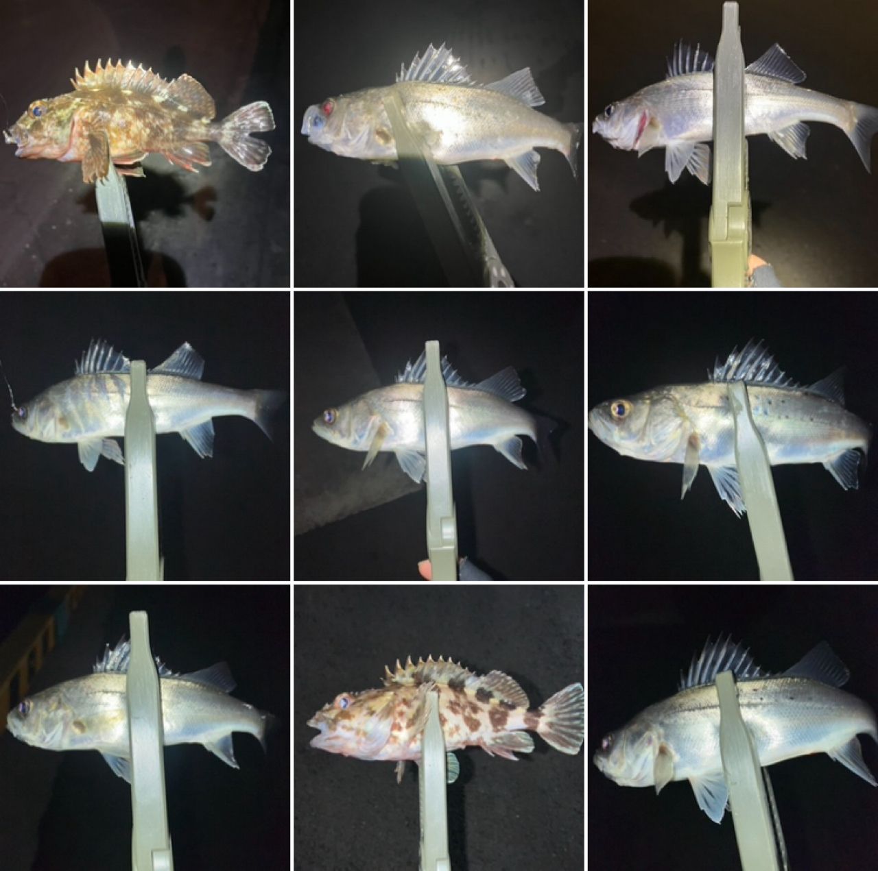 セイゴ（マルスズキ）