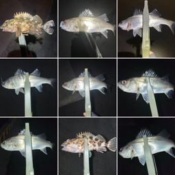 セイゴ（マルスズキ）