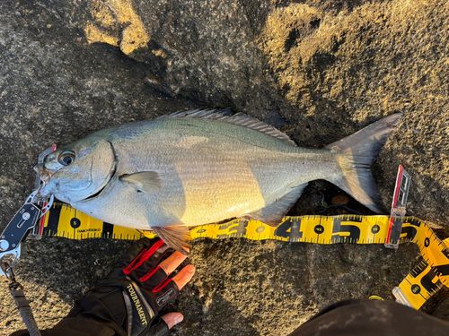イスズミの釣果