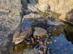 アイナメの釣果