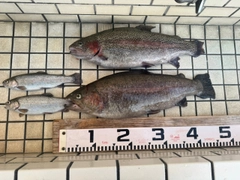 ニジマスの釣果