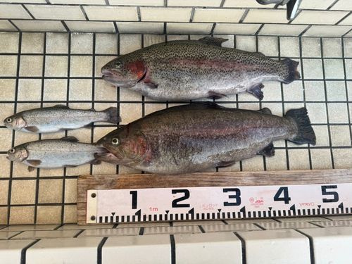 ニジマスの釣果