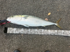 ブリの釣果