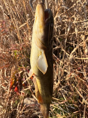 ナマズの釣果