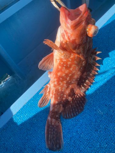 ウッカリカサゴの釣果