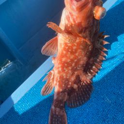 ウッカリカサゴ