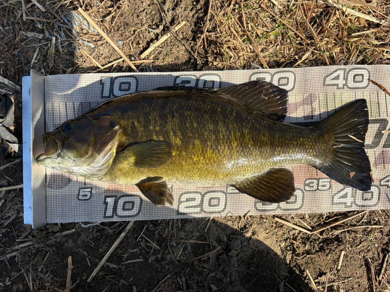 スモールマウスバス