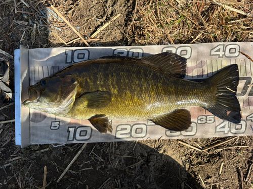 スモールマウスバスの釣果