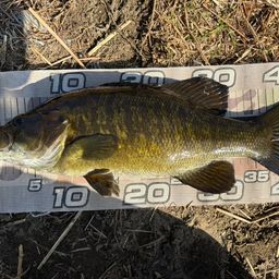 スモールマウスバス