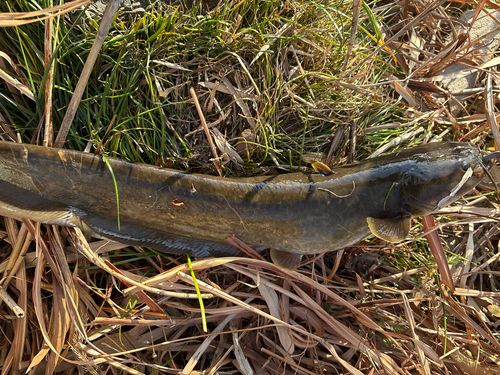 ナマズの釣果