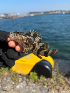 タケノコメバルの釣果