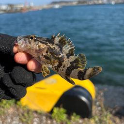 タケノコメバル