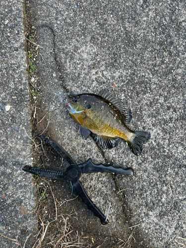 ブルーギルの釣果