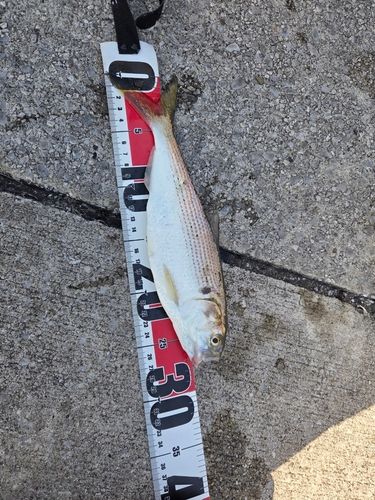 コノシロの釣果