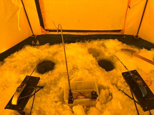 ワカサギの釣果