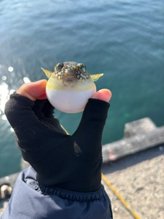 コモンフグの釣果