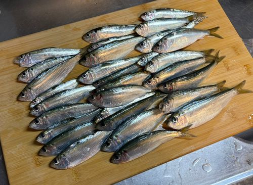 サッパの釣果