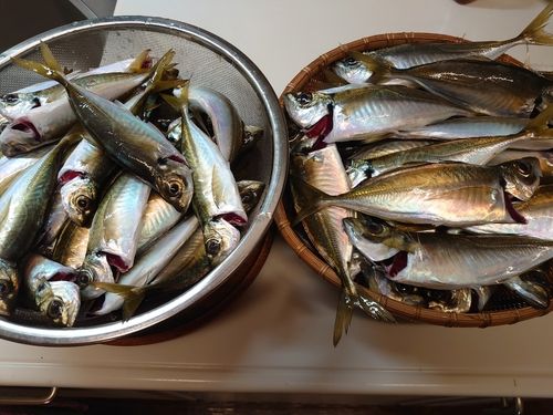 マアジの釣果
