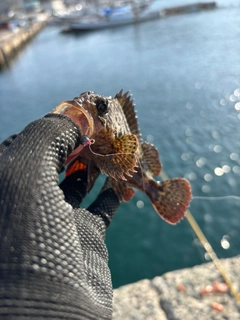 ムラソイの釣果