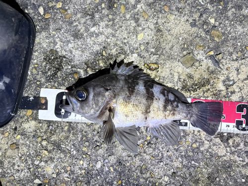 メバルの釣果
