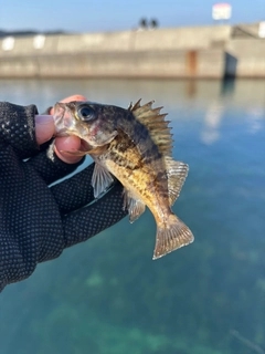 シロメバルの釣果