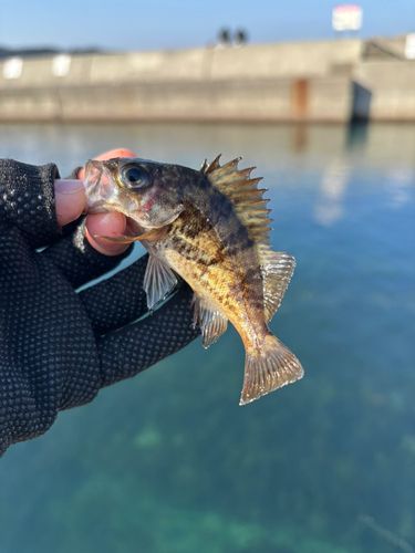 シロメバルの釣果