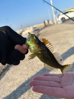 アナハゼの釣果