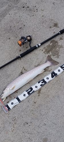 アメマスの釣果