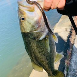 ラージマウスバス