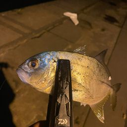 セイゴ（マルスズキ）