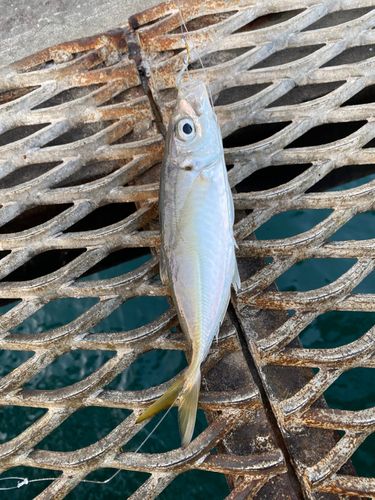 とっとパーク小島