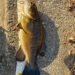 スモールマウスバス