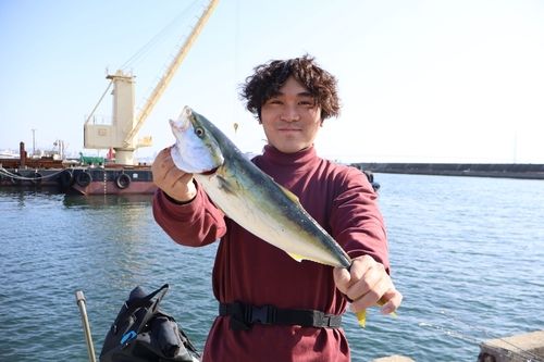 ハマチの釣果
