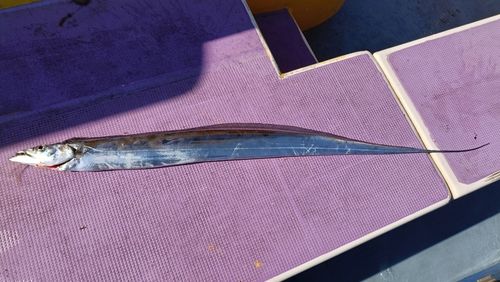 タチウオの釣果