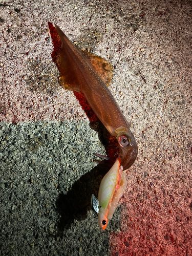 ヤリイカの釣果