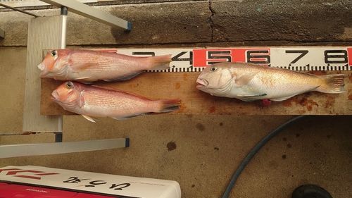 シロアマダイの釣果