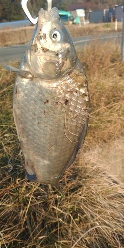 フナの釣果