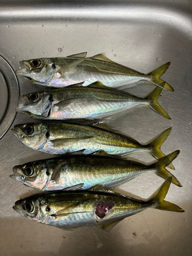 アジの釣果