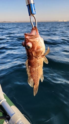 アマダイの釣果