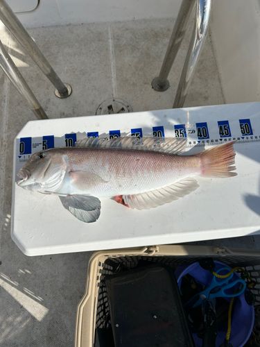 シロアマダイの釣果