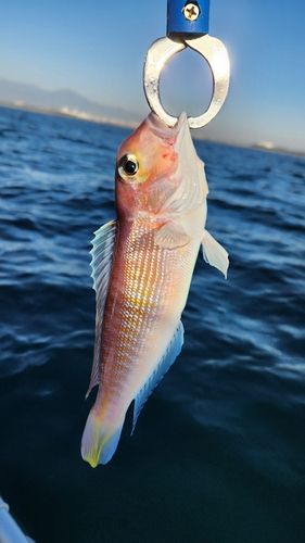 アマダイの釣果