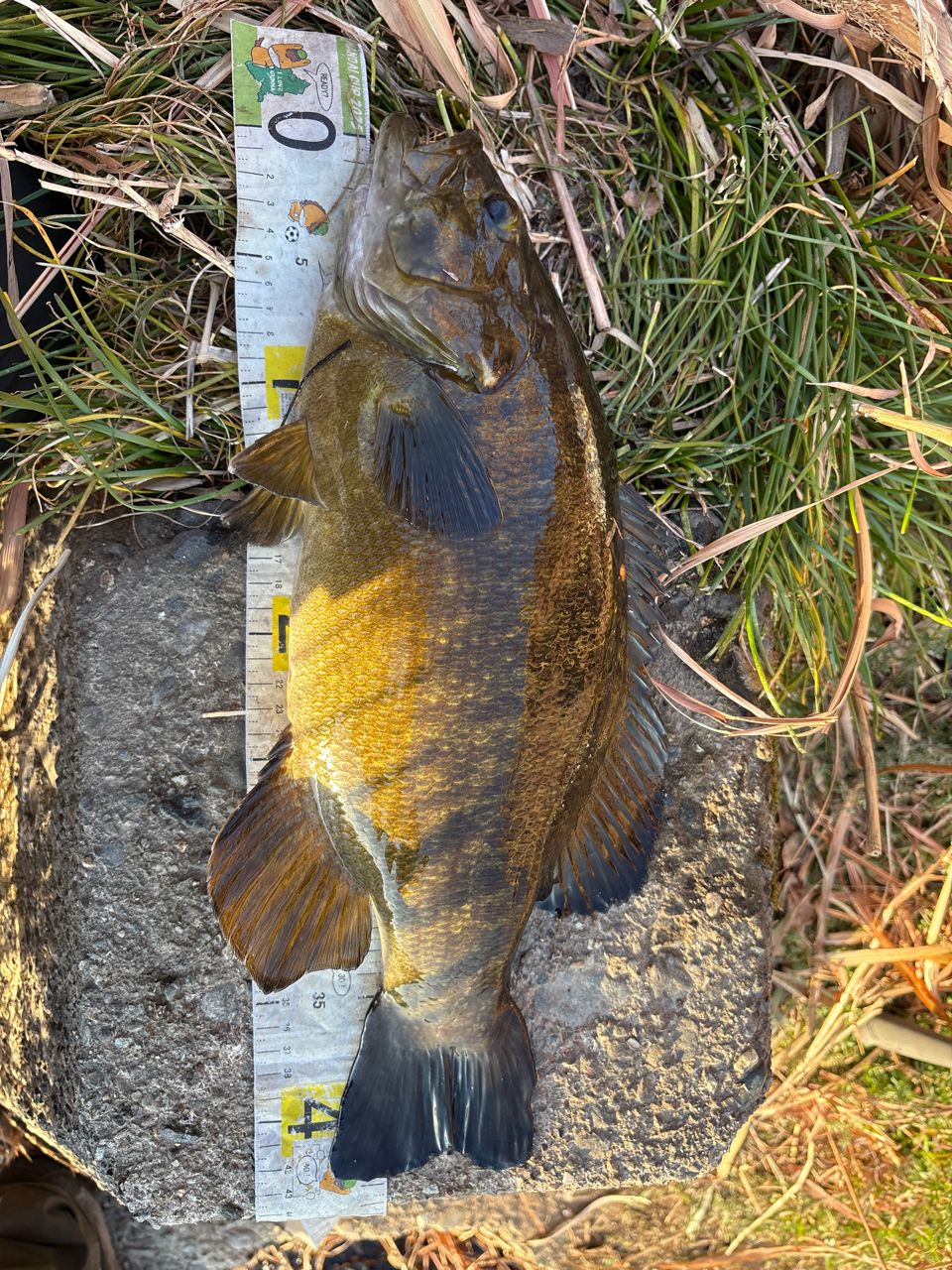 スモールマウスバス