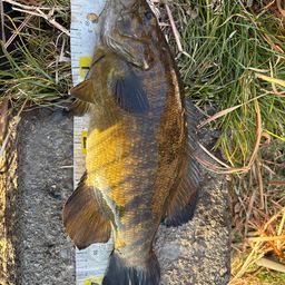 スモールマウスバス