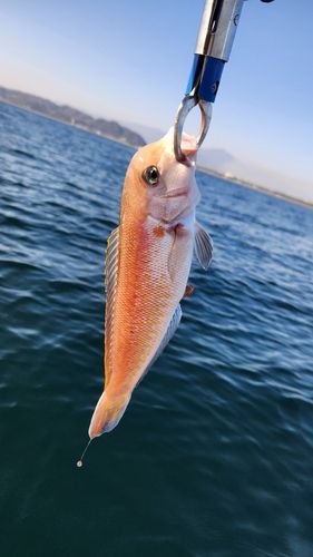 アマダイの釣果