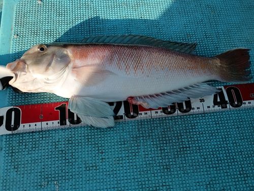 アマダイの釣果