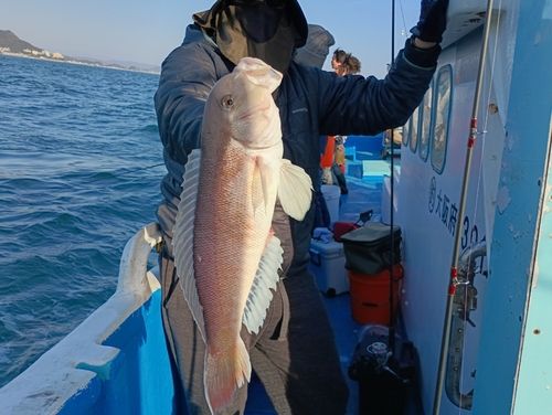 アマダイの釣果