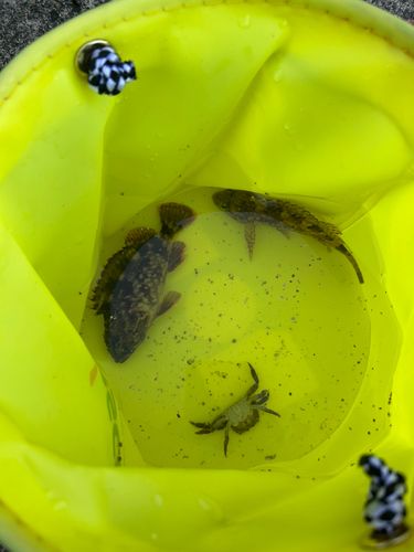 若洲海浜公園海釣り施設