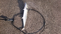 サゴシの釣果